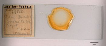 Media type: image;   Entomology 733352 Aspect: genitalia slide